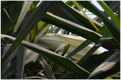 Pandanus fascicularis